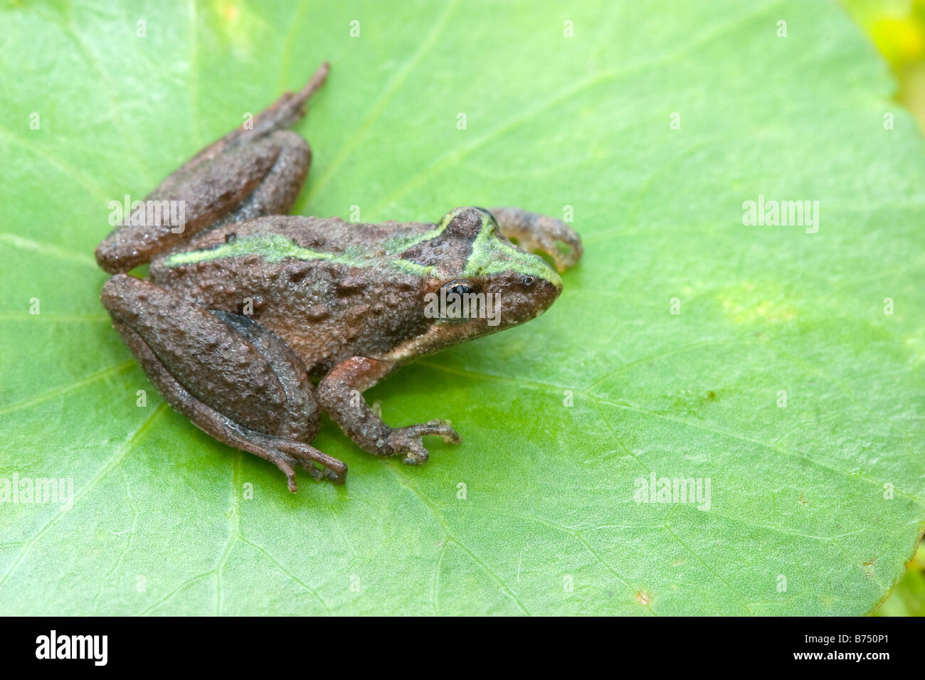 Acris gryllus dorsalis, Florida Cricket Frog Stock Photo