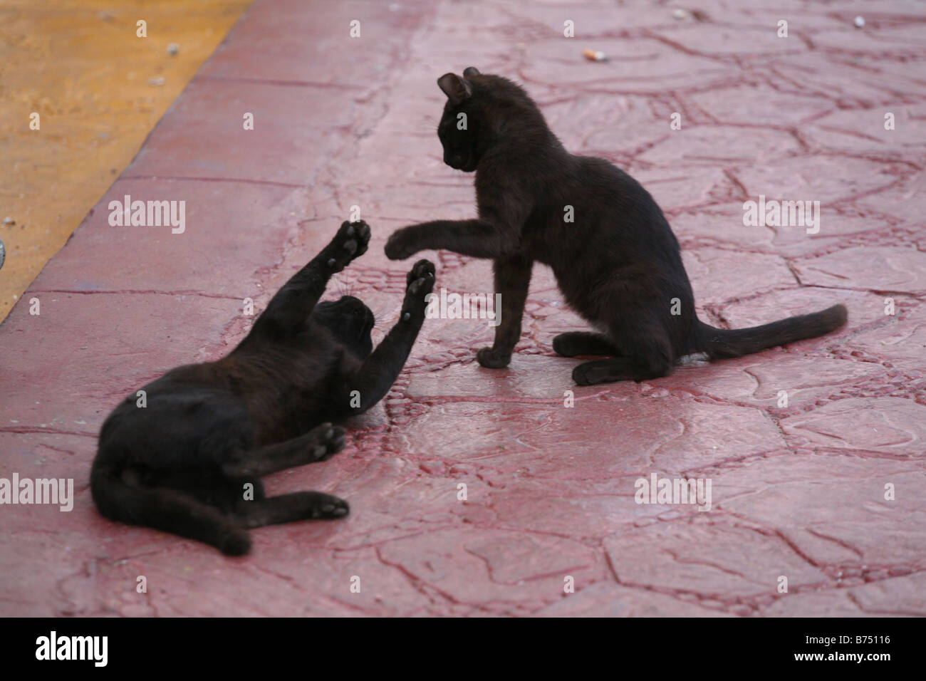 Two playing black cats. Egypt Stock Photo Alamy