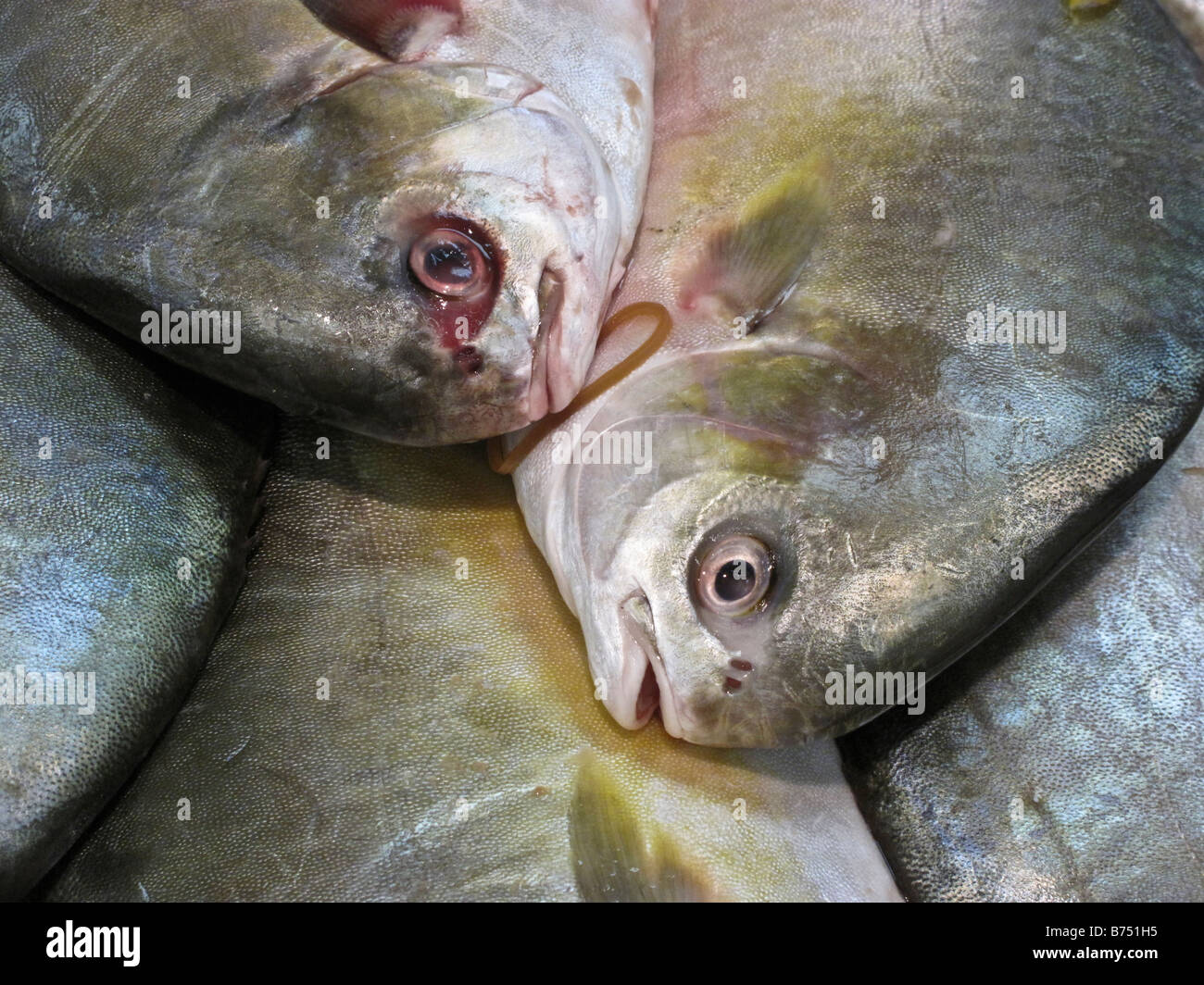 a group of Golden Pompano fish nestle together in a fishmarket display in Edmonds, WA, United States Stock Photo