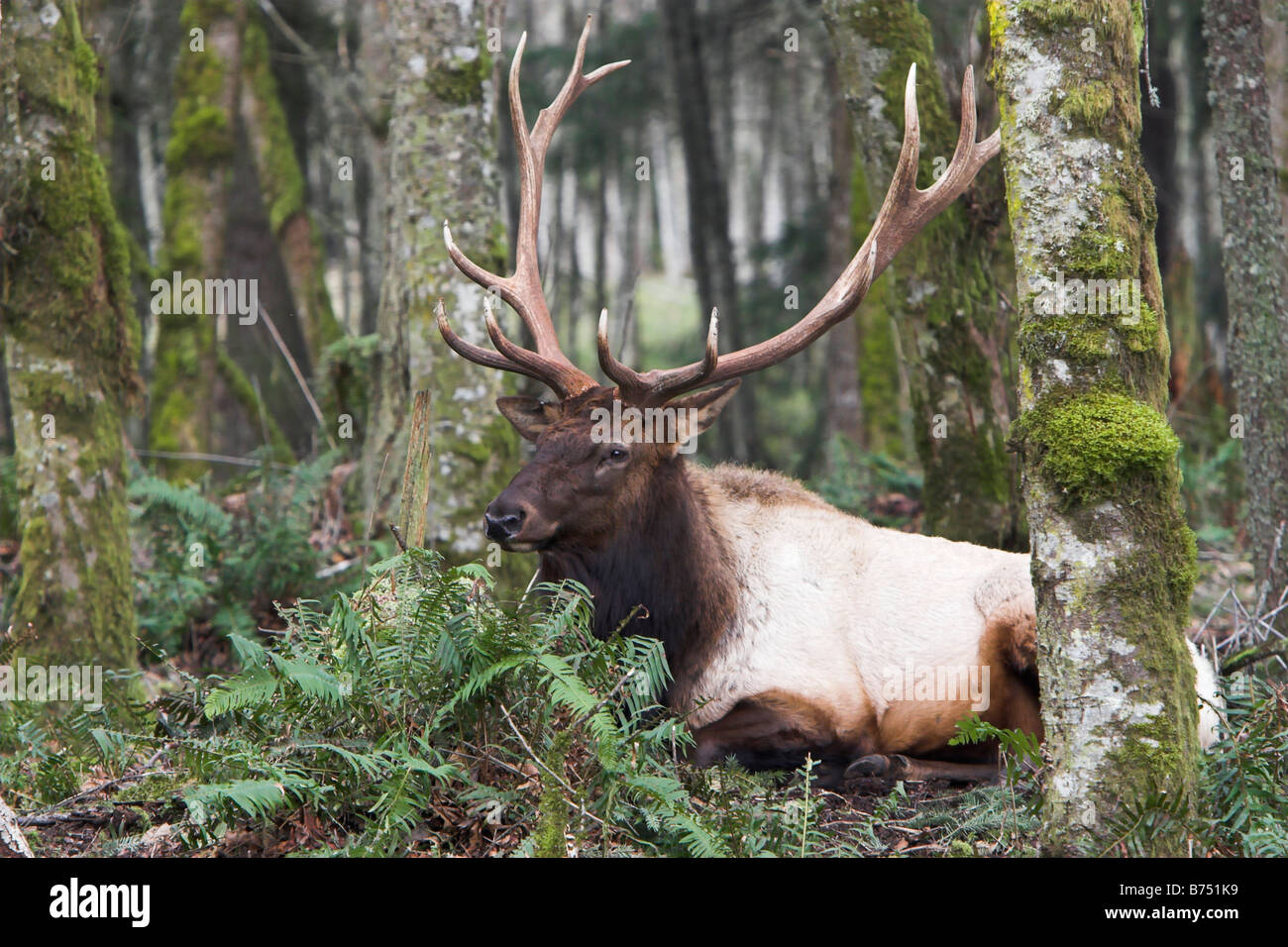 Male Roosevelt Elk in western Washington forest Stock Photo Alamy