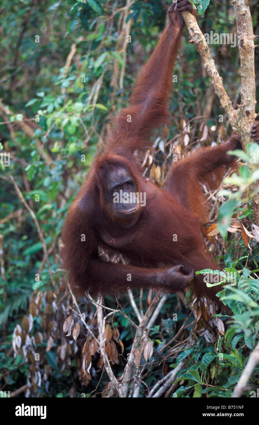 Orangutan swinging on a branch,Gunung Leuser National Park ,Indonesia Stock Photo
