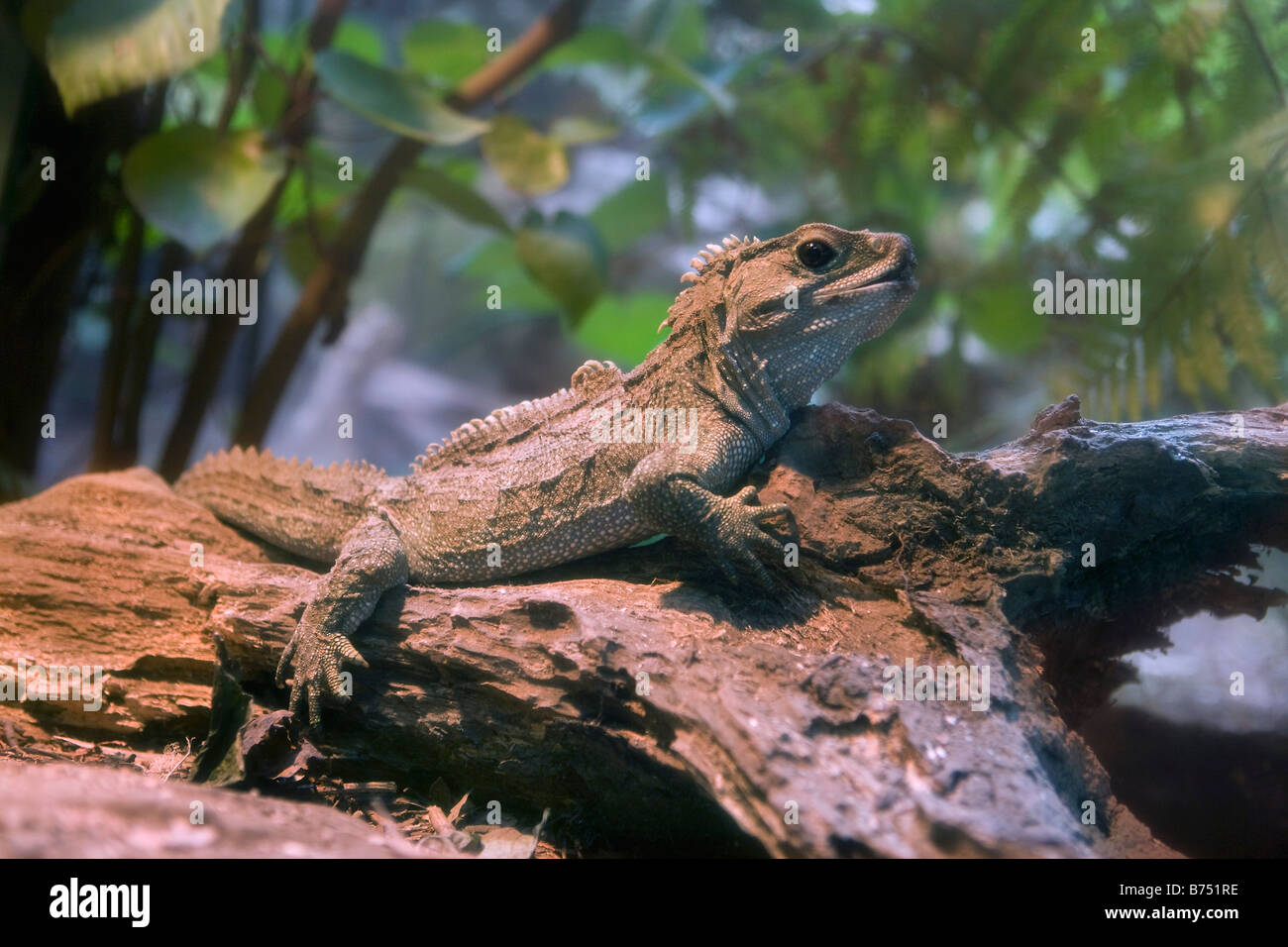 Snapshots of Nature: Long Island Lizards
