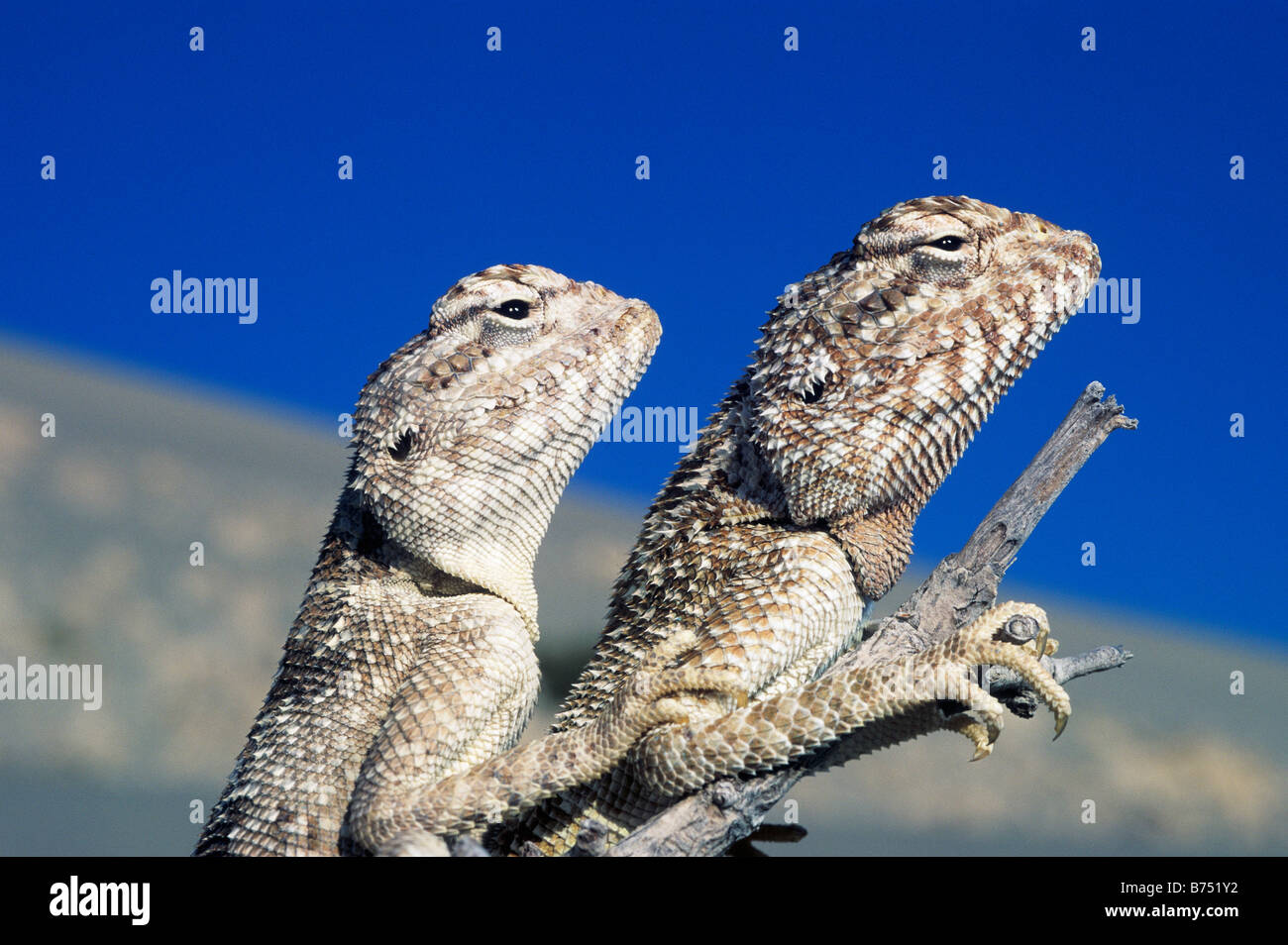 Jayakar's Agama Lizards, Bahrain, Arabian Gulf Stock Photo