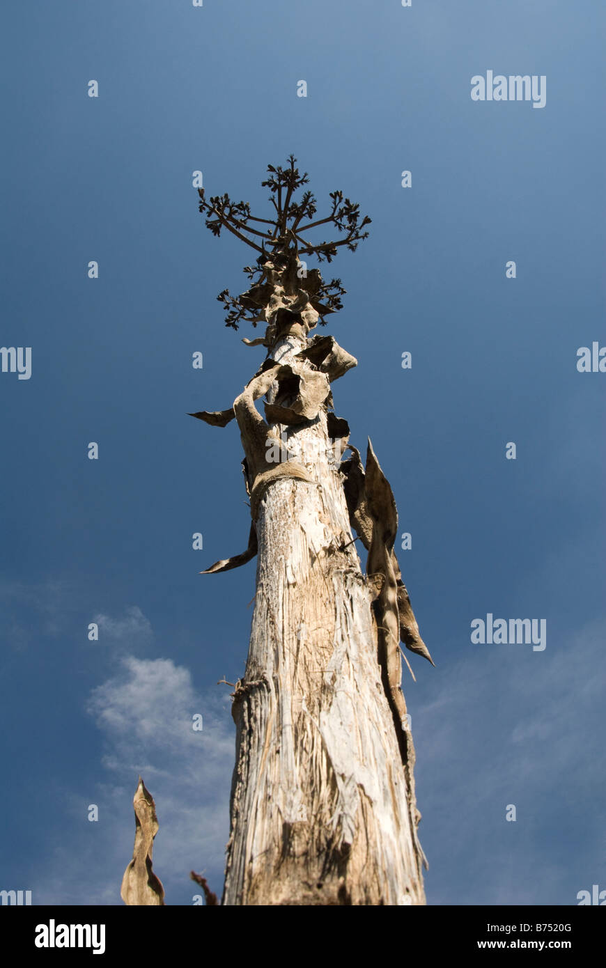 dry tree against blue sky Stock Photo - Alamy