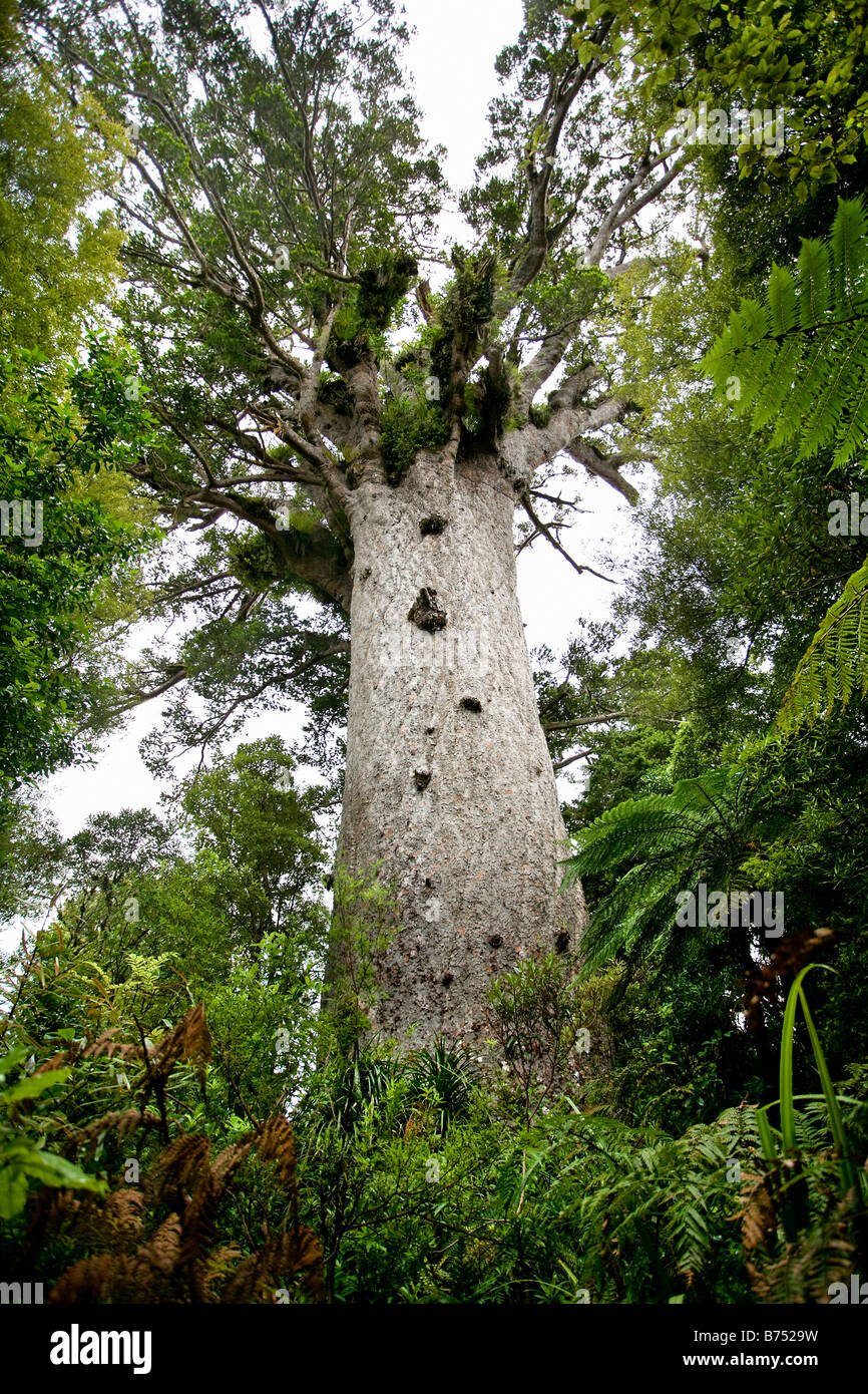 New Zealand, North Island, Waipoua Kauri Forest National park. Kauri tree, called : Tane Mahuta, 51 meters. Stock Photo