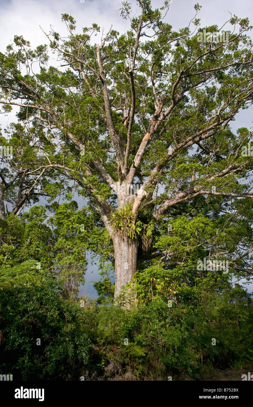 New Zealand, North Island, Waipoua Kauri Forest National park. Kauri