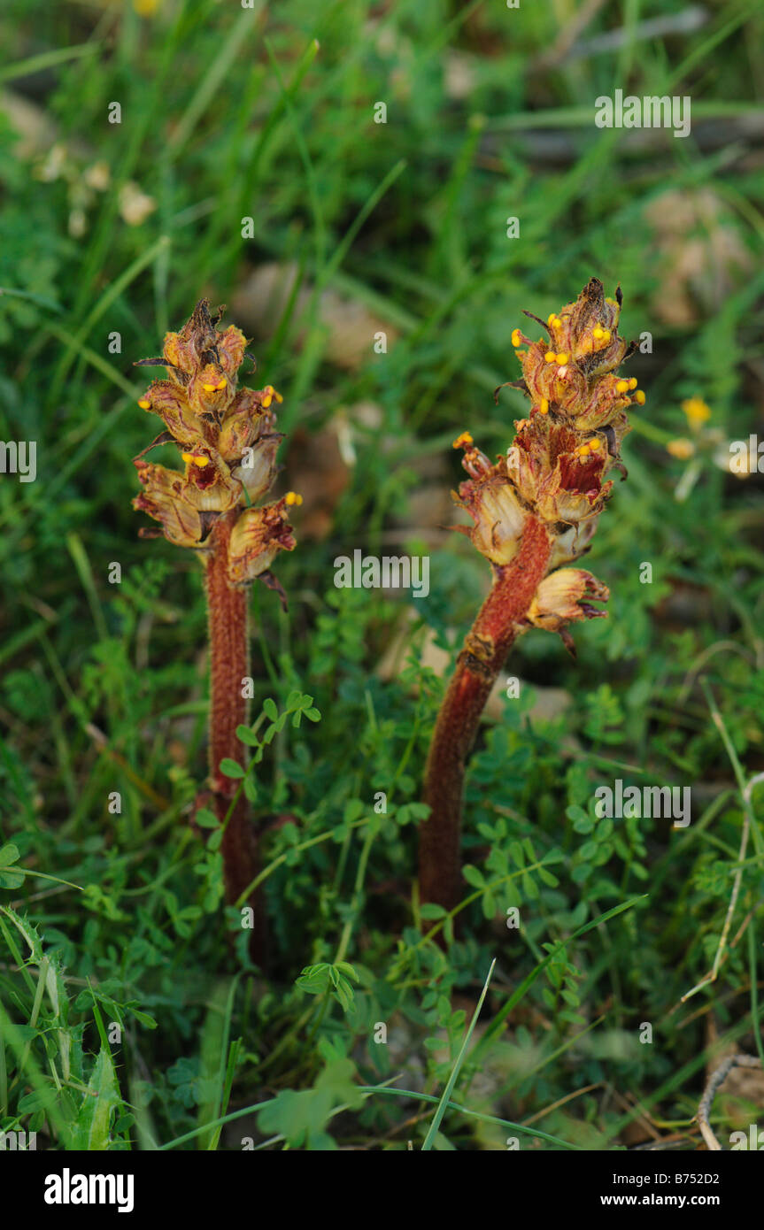 Orobanche parasitic plant, Montseny natural area, Spain Stock Photo