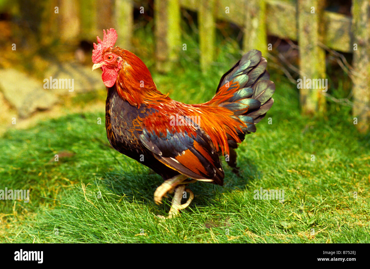 Old English Game - cock poultry Stock Photo - Alamy