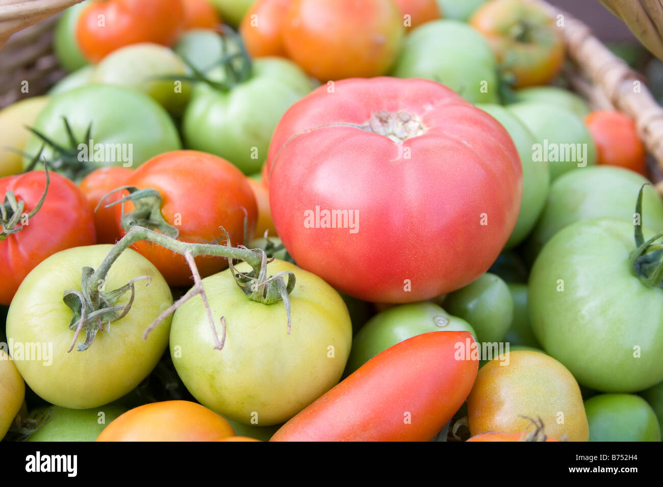 Dozens of recently collected tomatoes Stock Photo Alamy
