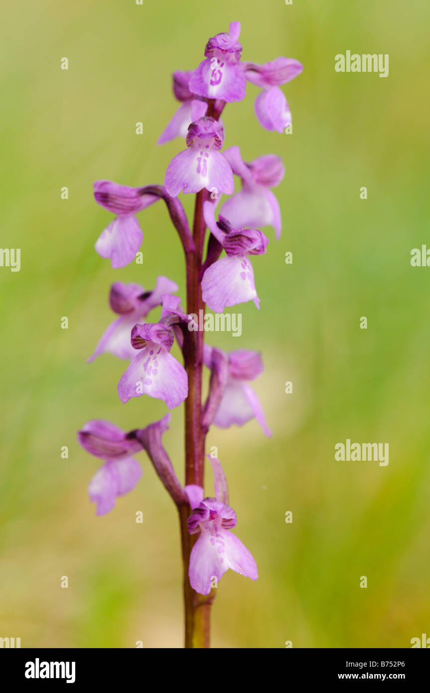 Flower of the wild autochtonous orchid Orchis morio, the Green-winged orchid Stock Photo