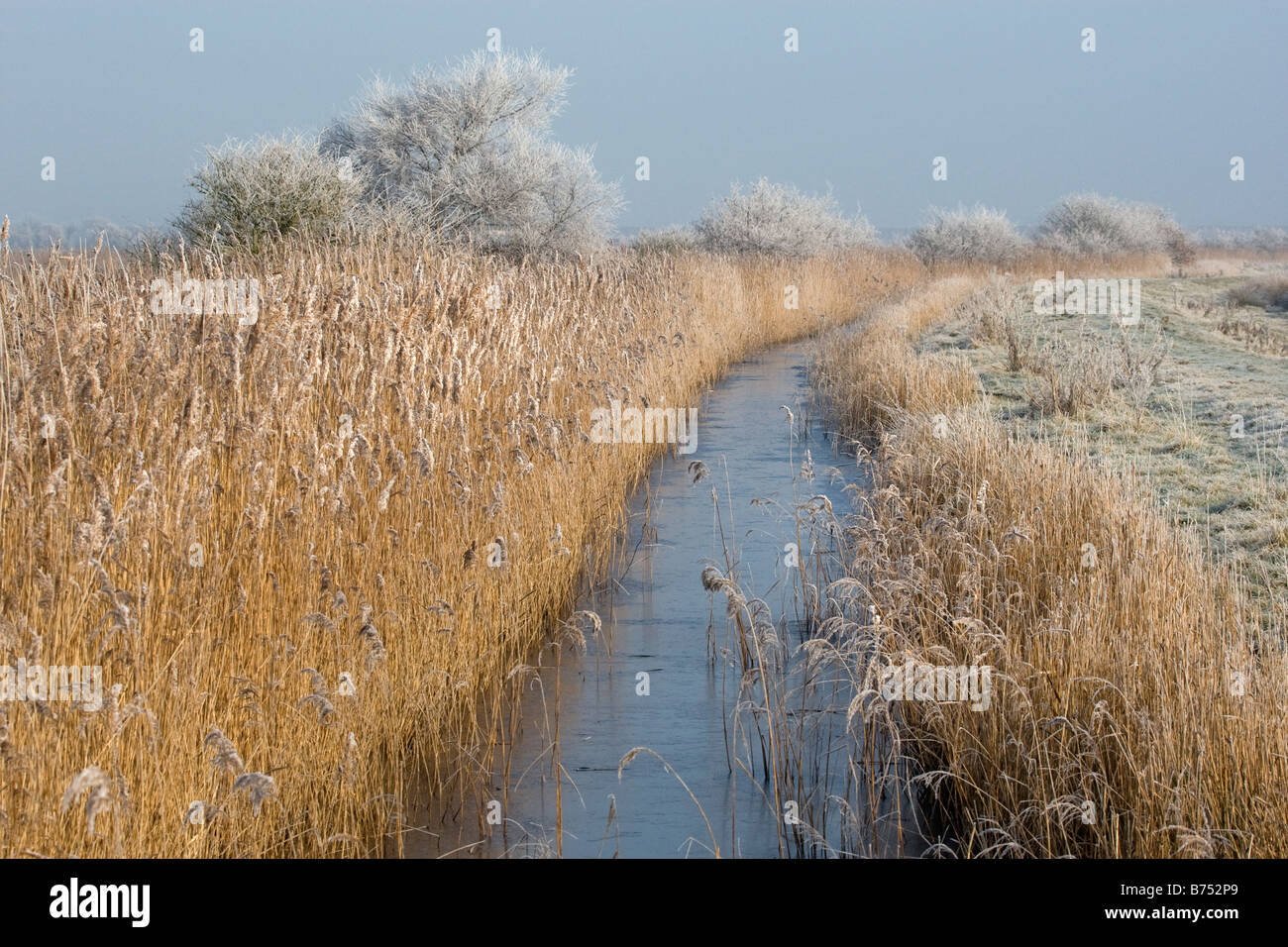 Frozen reedbeds and dykes in Broadland Norfolk Stock Photo