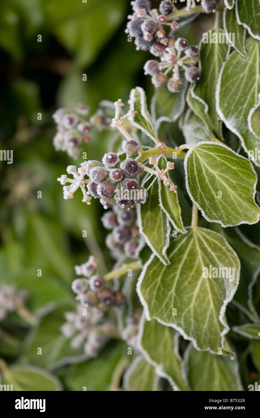 Frost ivy hedera helix leaves hires stock photography and images Alamy