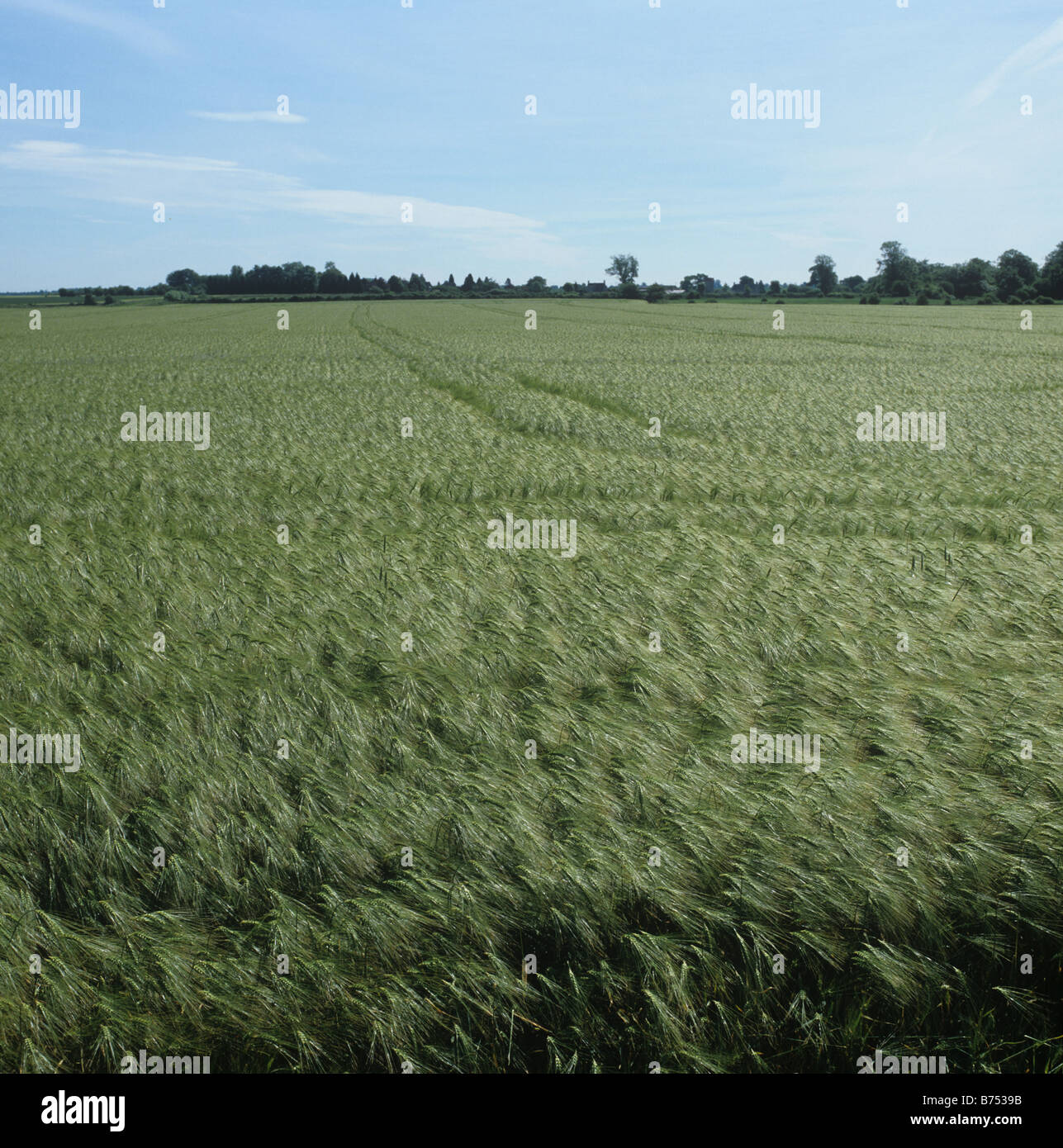 6 Rowed Barley Crop of 6 row barley in unripe green ear on a fine summer day ...