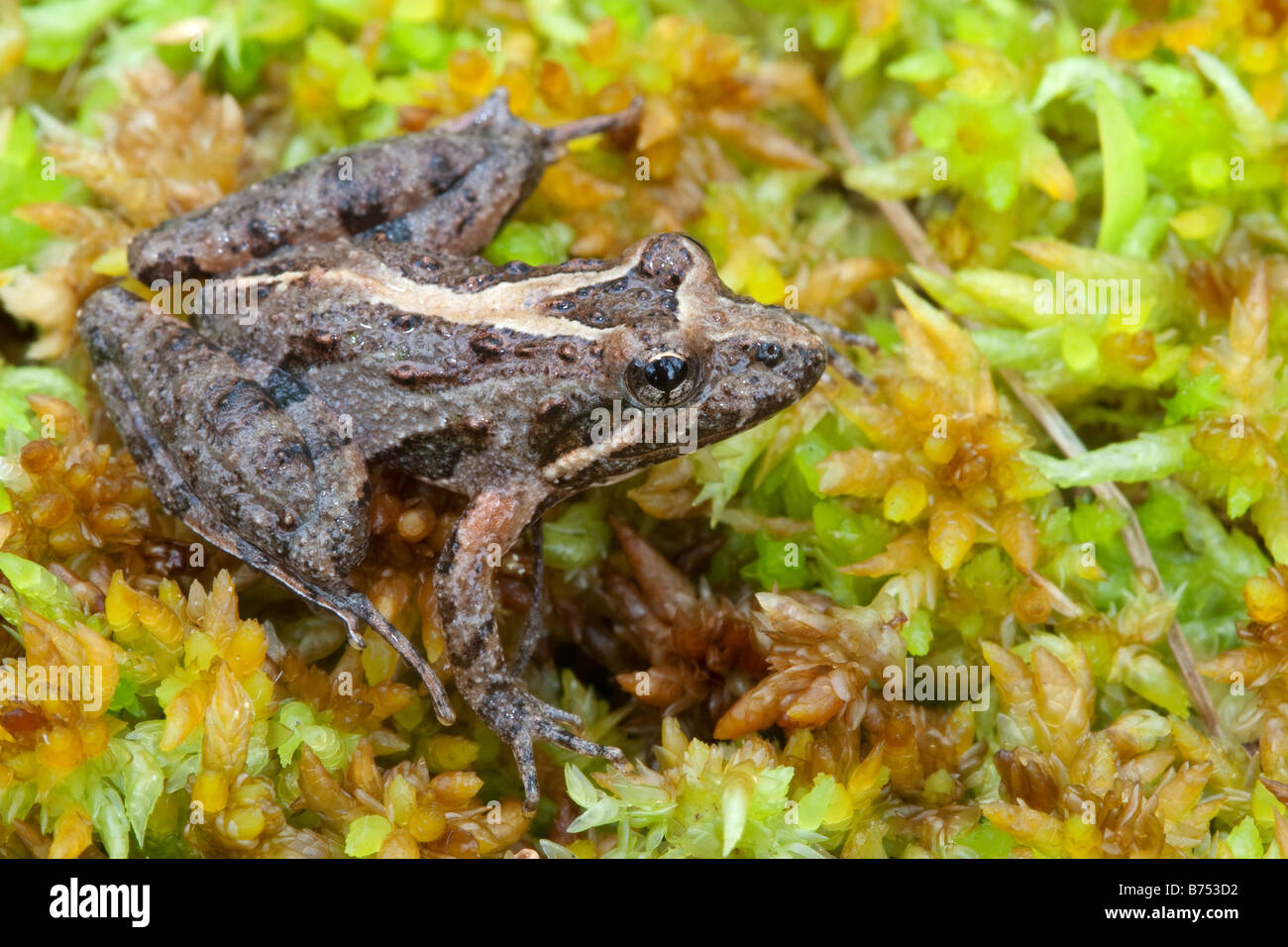 Acris gryllus dorsalis, Florida Cricket Frog Stock Photo