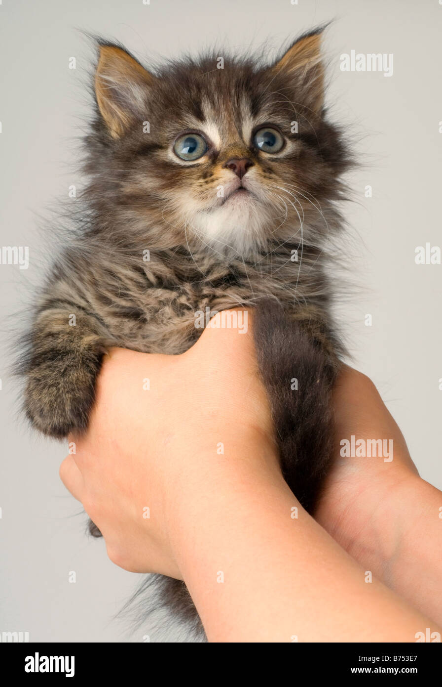 Cute six week old kitten Stock Photo Alamy