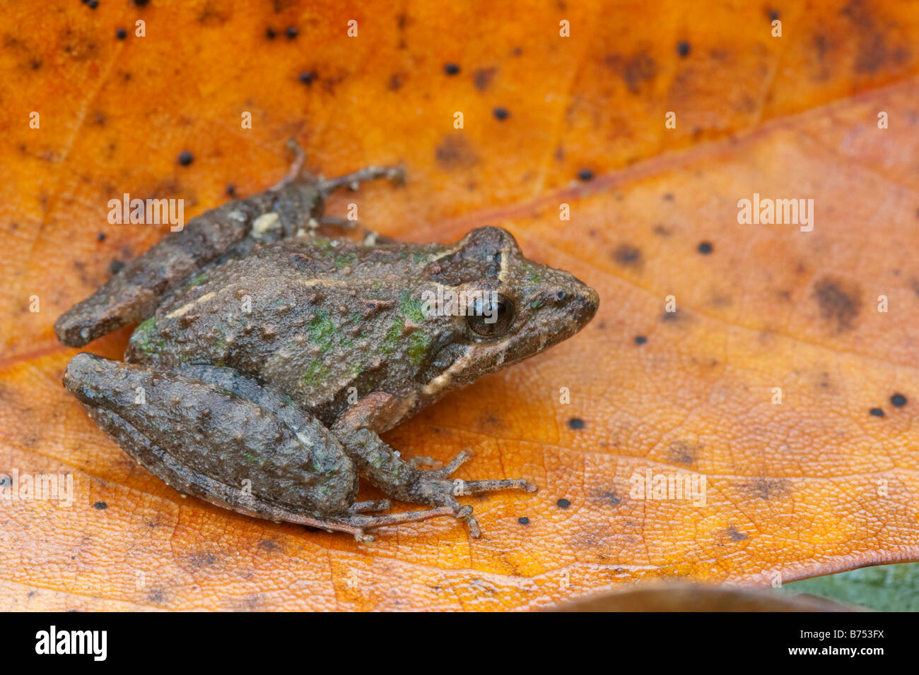 Acris gryllus dorsalis, Florida Cricket Frog Stock Photo