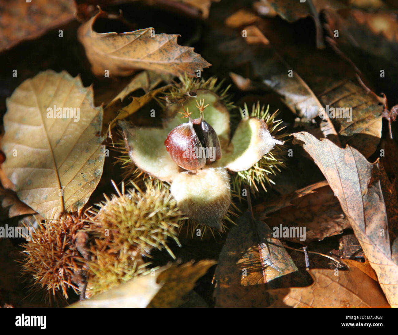 Sweet Chestnuts (Castanea sativa, family Fagaceae) opening out from their spiky shell case on a bed of leaves Stock Photo