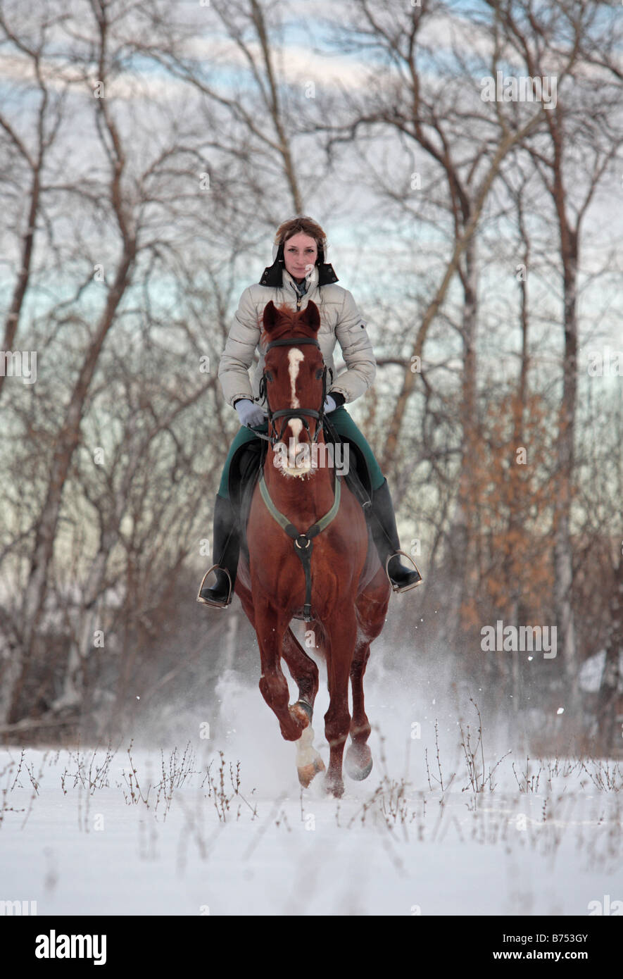 Lady rider galloping on back of a 'budenny horse' in the snow Stock Photo