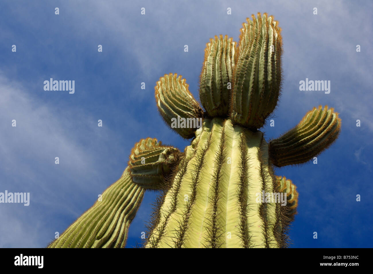 Saguaro Cactus, Sonoran Desert, Arizona Stock Photo - Alamy