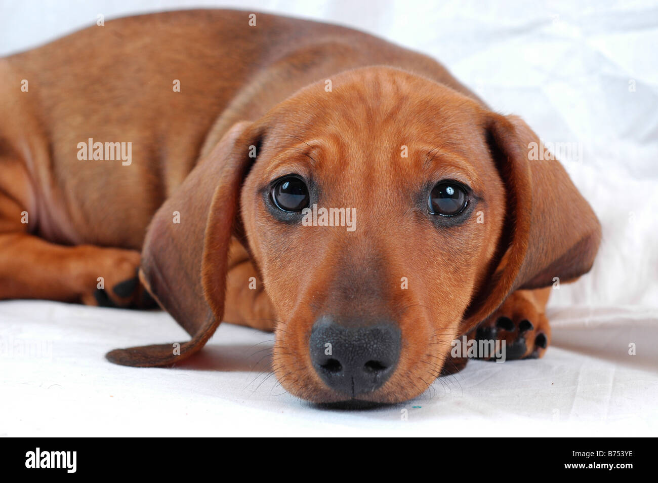 Sad dachshund store