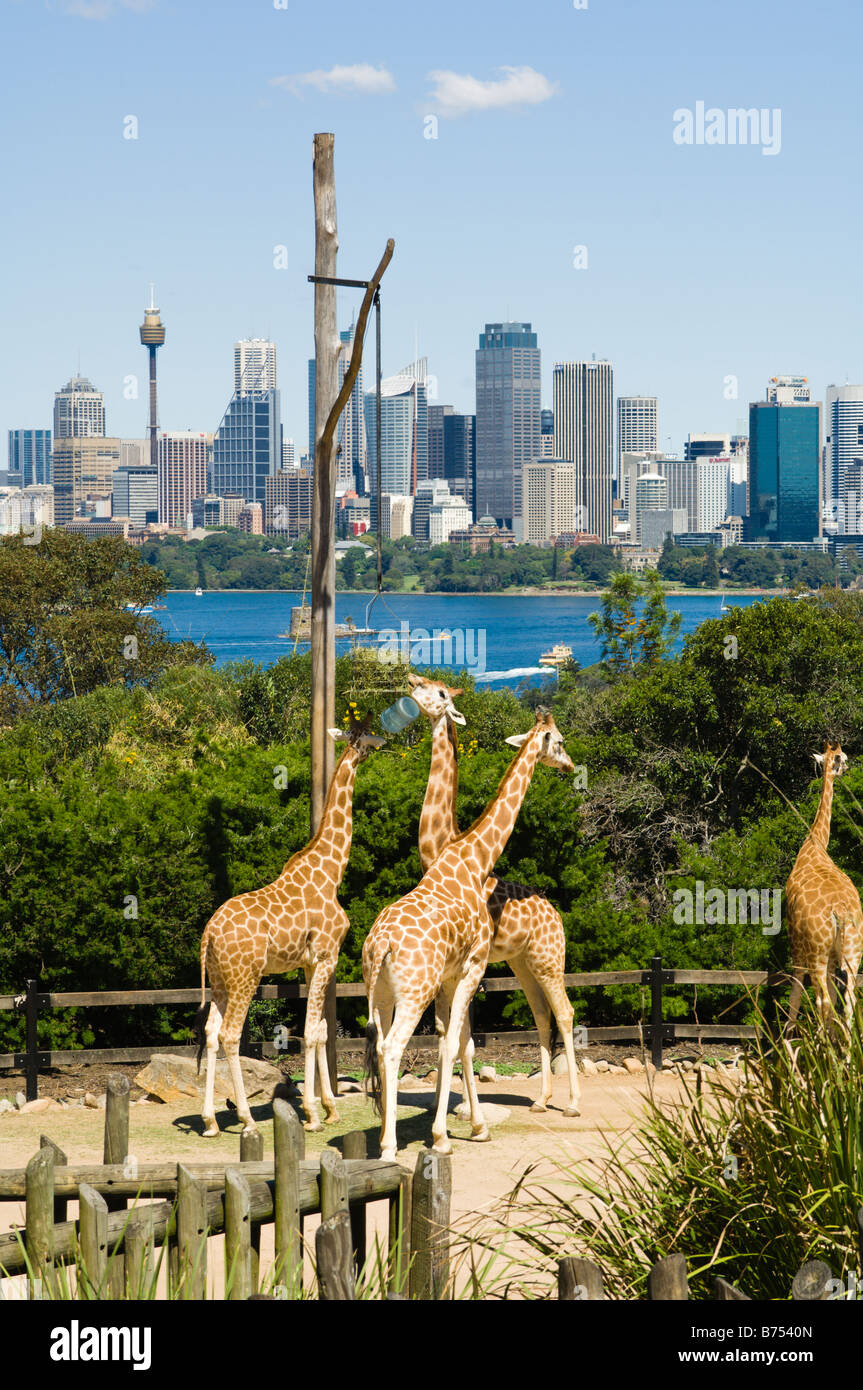 Giraffes at Sydney's Taronga Zoo Stock Photo Alamy