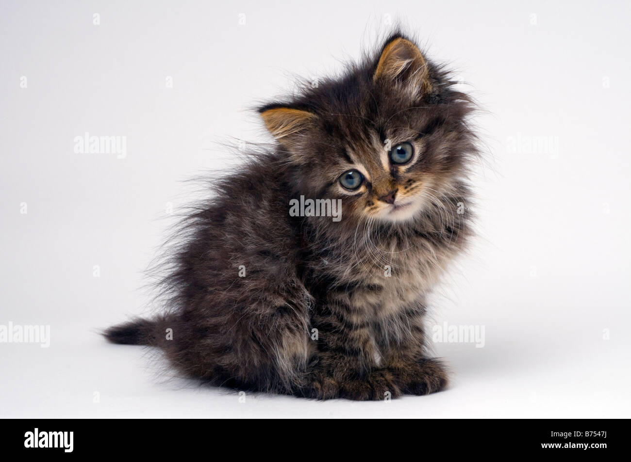Cute Six Week Old Kitten Stock Photo Alamy Cute six week old kitten stock photo alamy