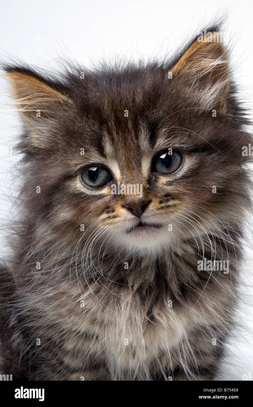 Cute six week old kitten Stock Photo Alamy
