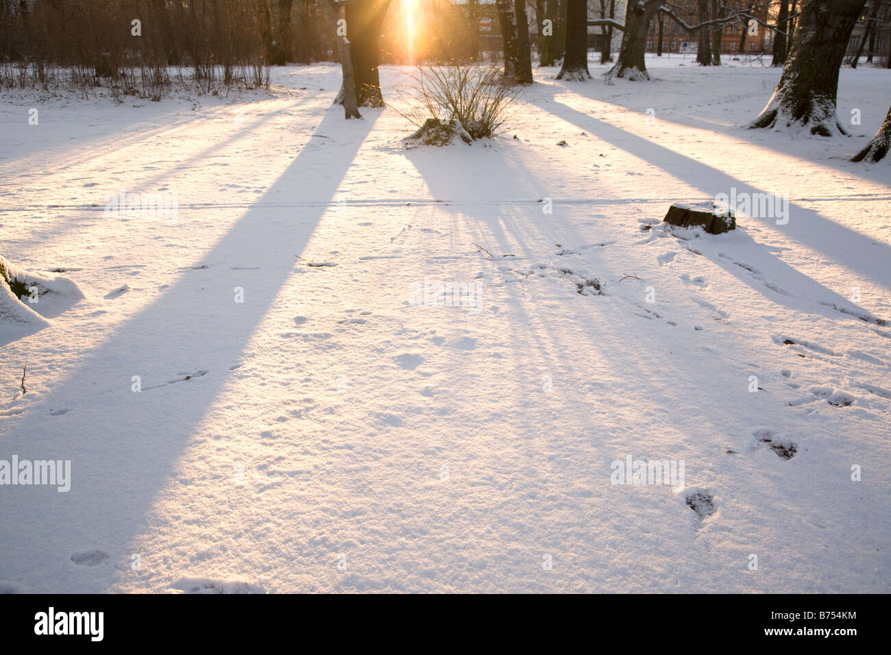 beams of light falling through a forest onto snow covered ground Stock Photo