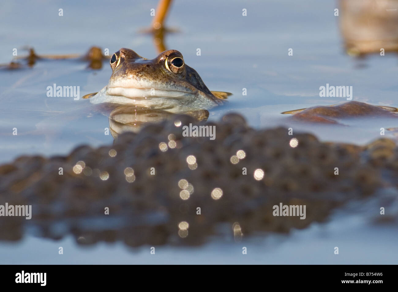 Common Frogs, Rana temporaria with eggs Stock Photo