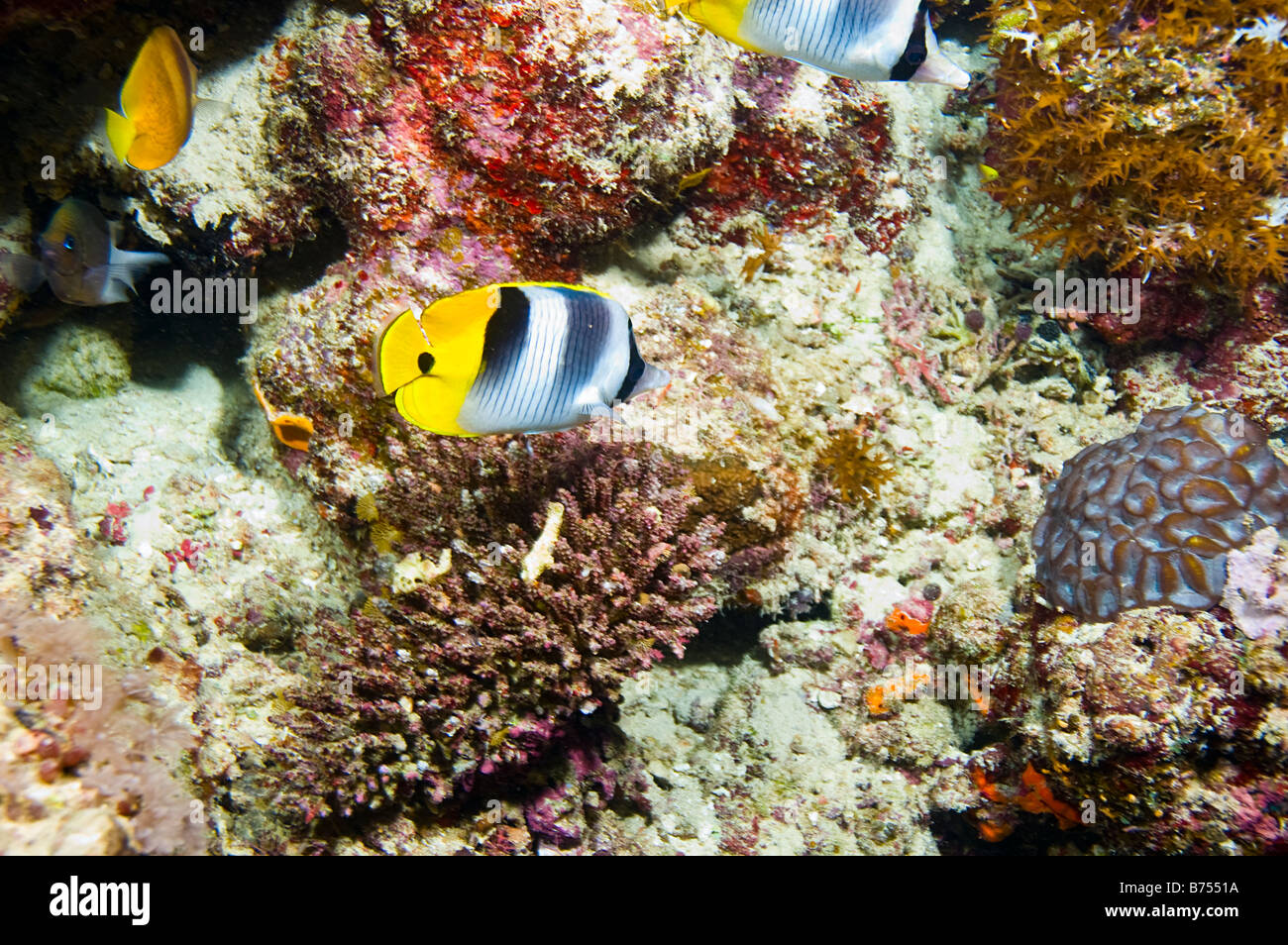 pacific double saddle butterflyfish above coral of great barrier reef australia Stock Photo