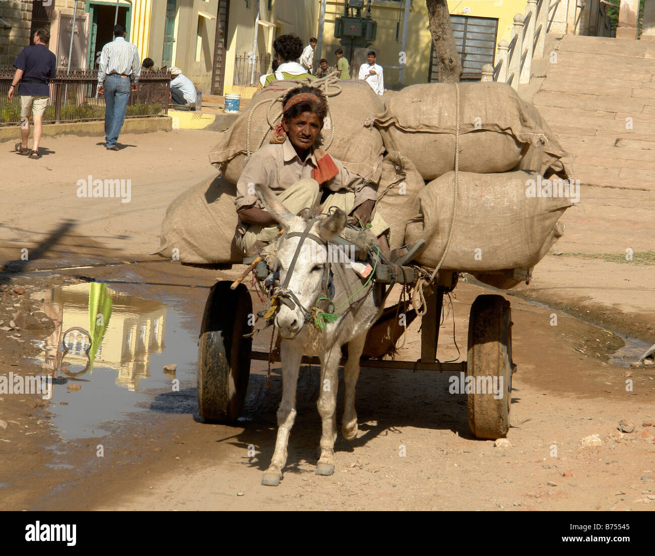 indian boy with traditional donkey cart transport in the backstreets of nawalgarh Stock Photo