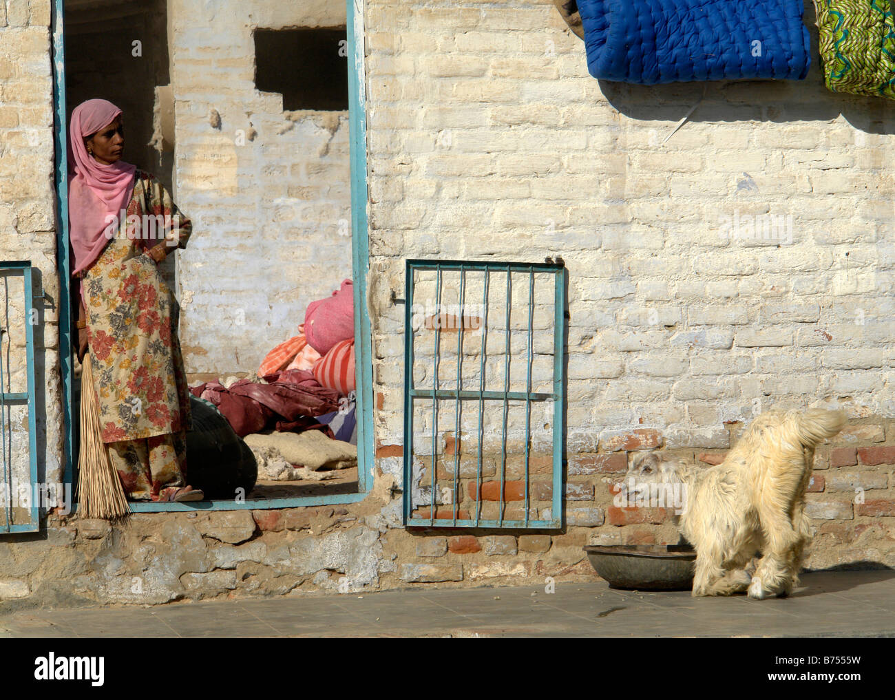 indian woman in doorway of typical bikaner old town back street house with goat Stock Photo