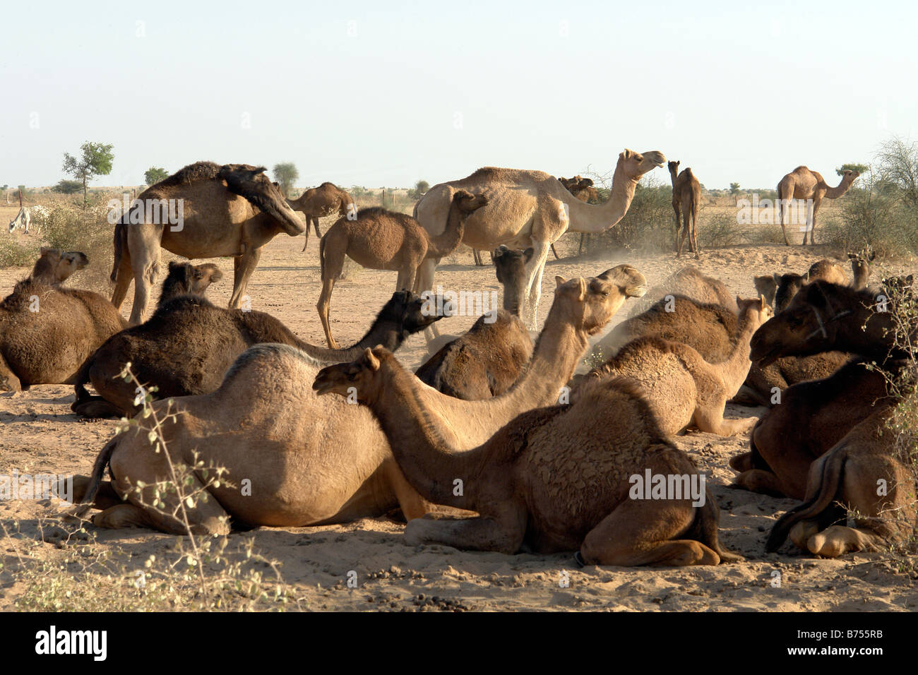 camels in the desert near jaisalmer Stock Photo