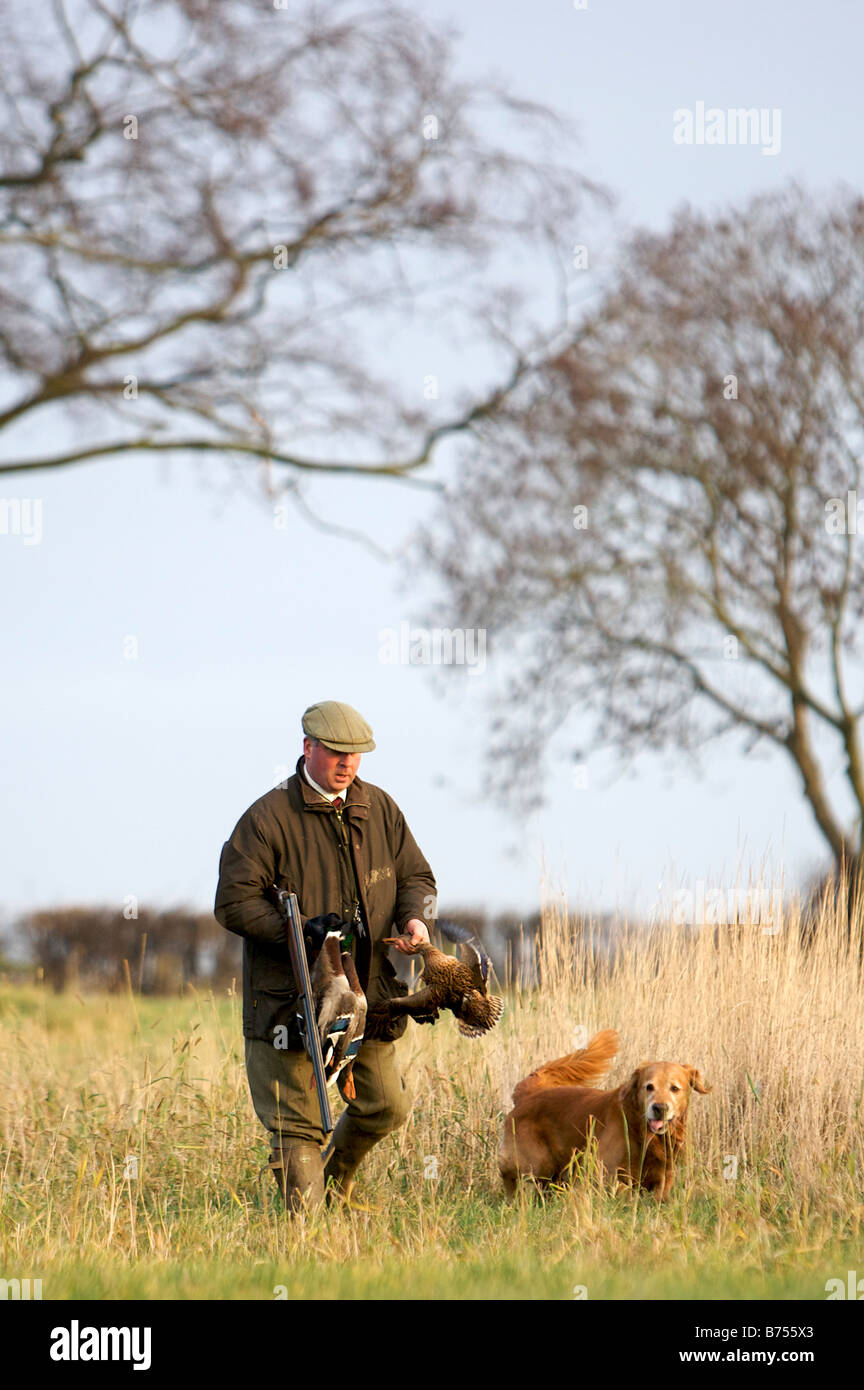 A gun and Golden Retriever walk through countryside after retrieving Duck during a game shoot. Stock Photo
