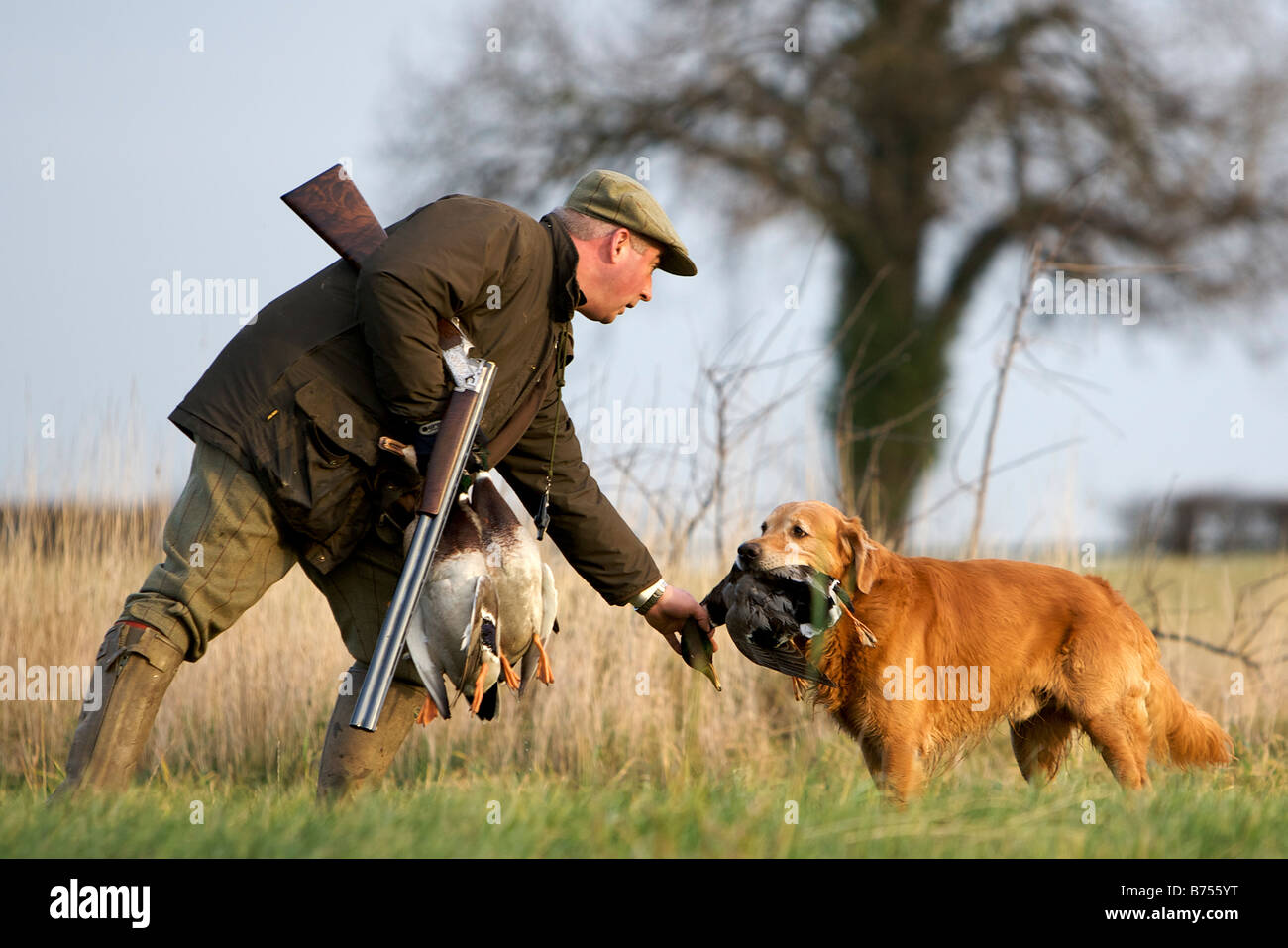 A Golden Retriever hands over a dead Mallard duck to it's owner during a game shoot Stock Photo