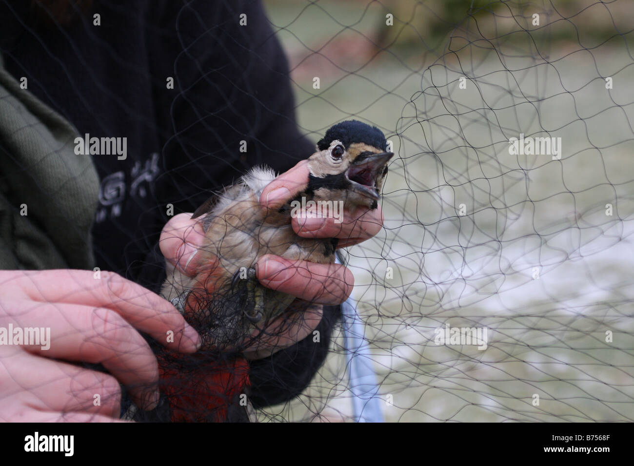 Greater spotted woodpecker shouts as it is freed from a bird ringers' net Stock Photo