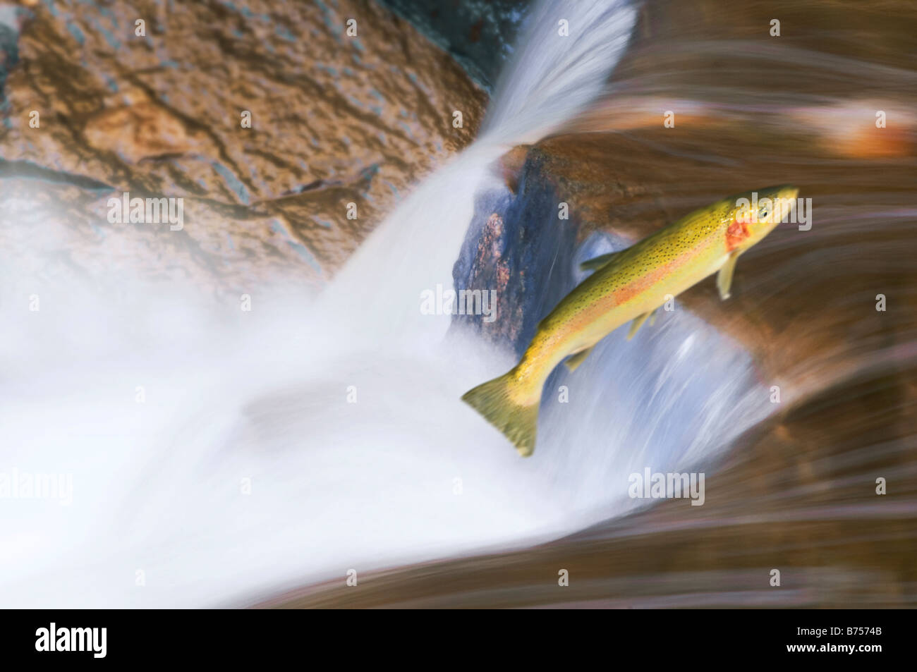 Migrating steelhead salmon leaping over falls, Nova Scotia Stock Photo