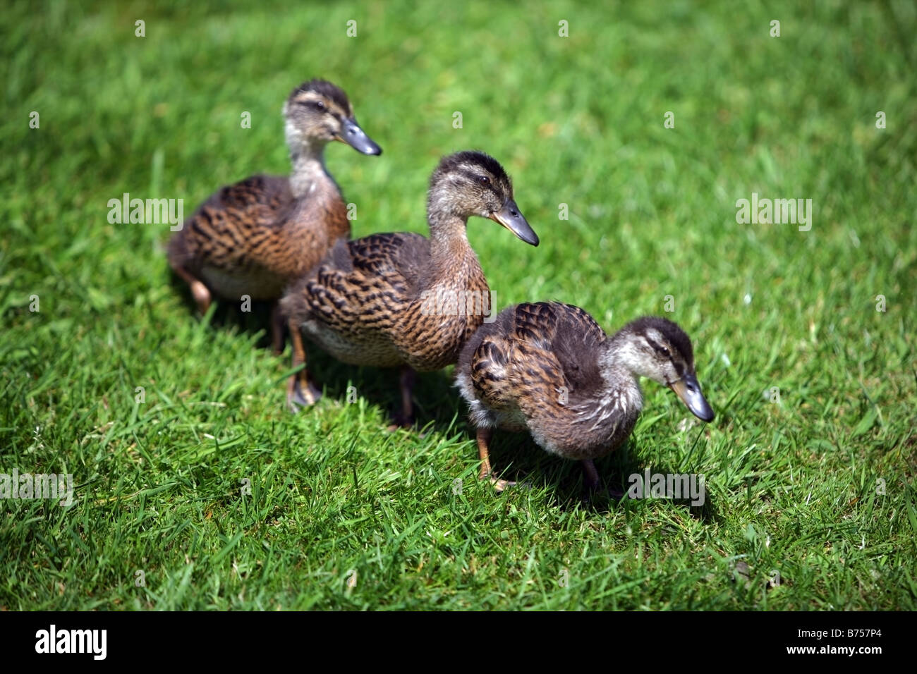 Three little ducks hi-res stock photography and images - Alamy