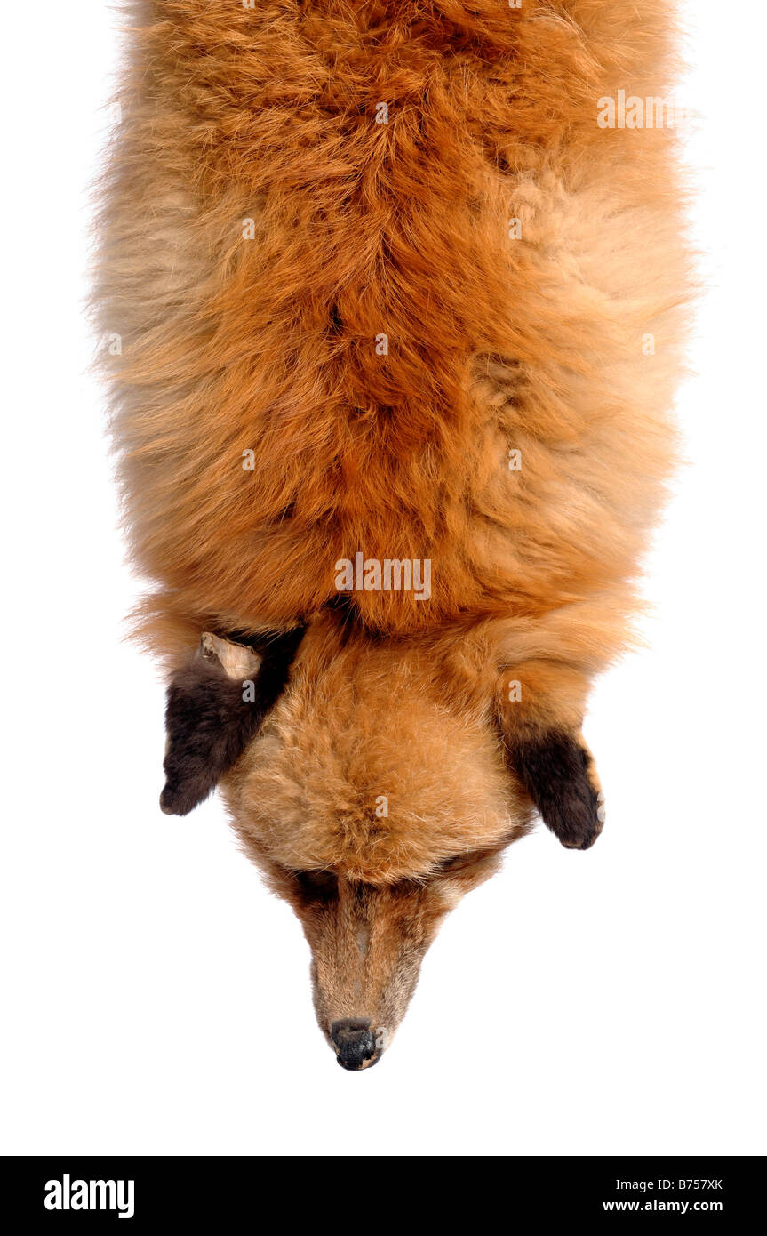 Fox pelt Stock Photo