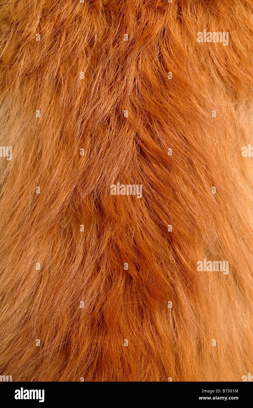 Fox fur close up detail Stock Photo