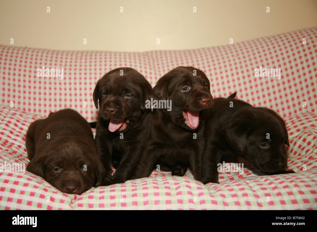 Chocolate Labrador puppies playing on a couch Stock Photo Alamy