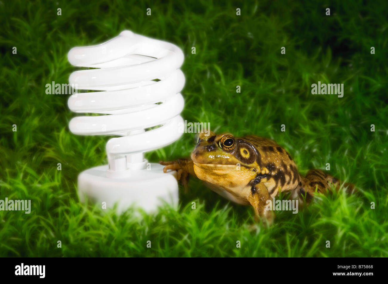 Energy-saving light bulb inspected by green frog, Halifax, Canada Stock Photo