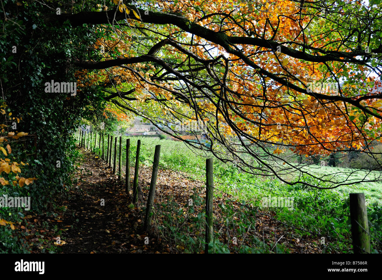 Overhanging fence hi-res stock photography and images - Alamy