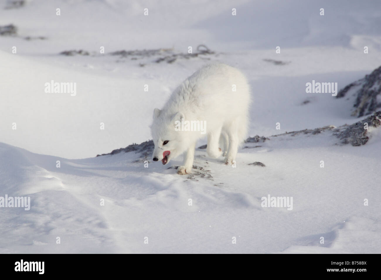 White arctic fox snow hi-res stock photography and images - Alamy