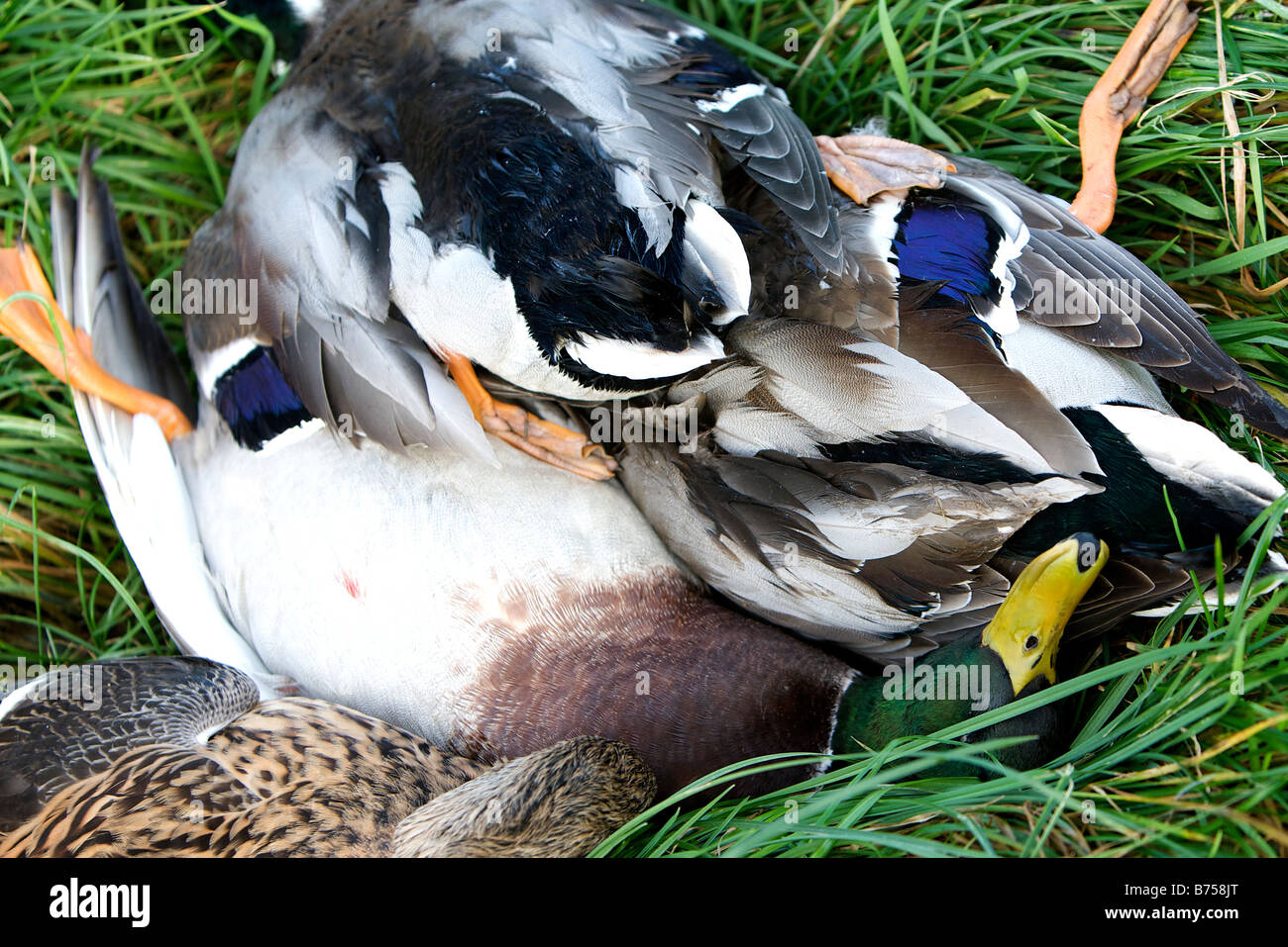 Dead duck shot during a game shoot. Stock Photo