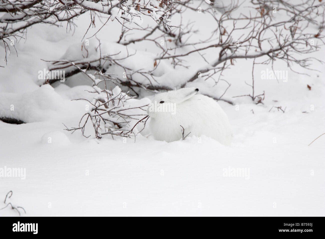 Atctic hare in the snow Stock Photo