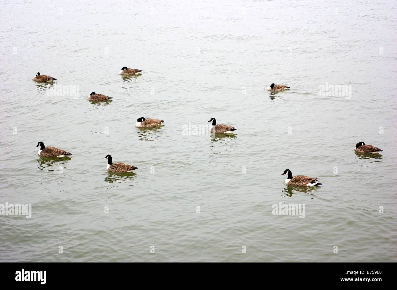 Several Ducks floating in Water in Staten Island New York USA Stock Photo
