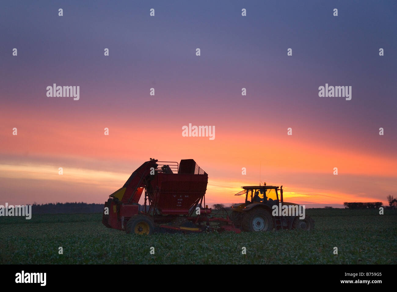 Sugar Beet Harvesting Norfolk & Winter Sunset Stock Photo