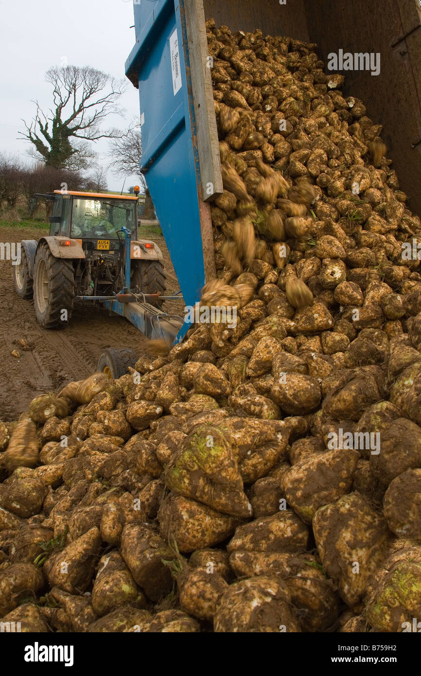 Tractor and trailer tipping Sugar Beet at Gimingham Norfolk Winter Stock Photo