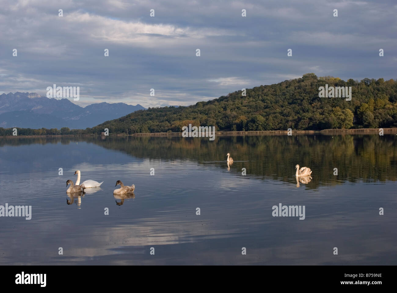 swans on Lake Alserio Lombardy Italy Stock Photo